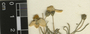 Zinnia acerosa (DC.) A. Gray, Mexico, A. J. Cronquist 11287, F